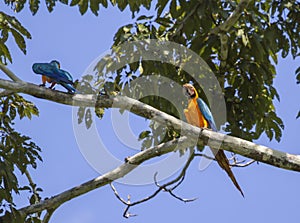 Blue and yellow macaws