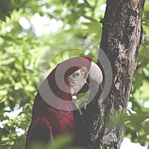 A blue and yellow mackaw parrot