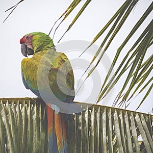 A blue and yellow mackaw parrot