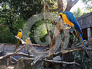 Blue Yellow Macow Parrot
