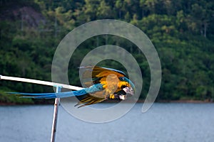 Blue and yellow Macow parrot in wild
