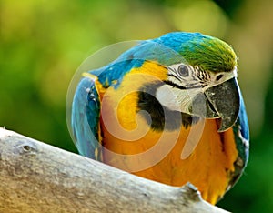 Blue & Yellow McCaw Parrot