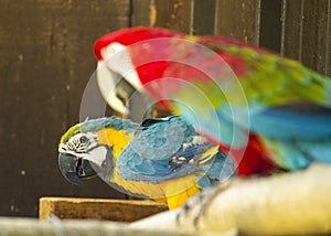 Blue & Yellow McCaw Parrot