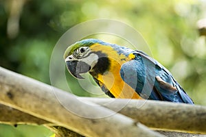 Blue & Yellow McCaw Parrot