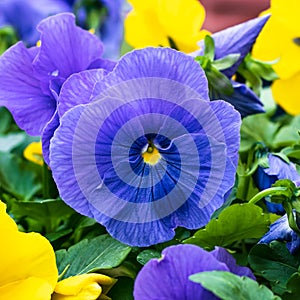 Blue and yellow pansy, purple hortensis, garden flowers. Floral background, wild viola. Gardening concept. Single flower close-up