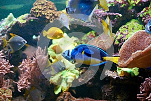 Blue and yellow Paracanthurus hepatus in aquarium