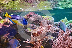 Blue and yellow Paracanthurus hepatus near coral reef