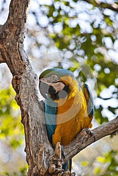 Blue and yellow parrat sitting in a tree