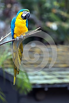 Blue and Yellow Parrot