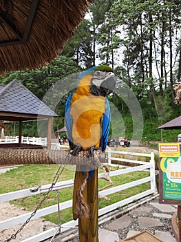 Blue and yellow parrot in cage. Beautiful blue and yellow Macaw sitting on cage.