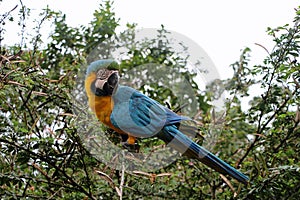 Blue Yellow parrot in Ecuador