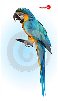 Blue and yellow parrot, macaw. Brazilian Ara. Big wild tropical bird, Parrot sitting on a wooden branch on a blue