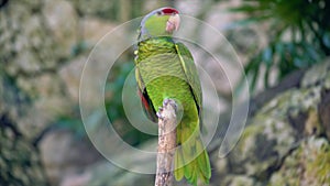 Blue and Yellow parrot macaw flying or standing on branch on green screen background . Shot on ARRI Alexa cinema camera