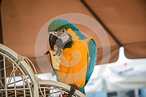 Blue and yellow parrot standing on a green cage