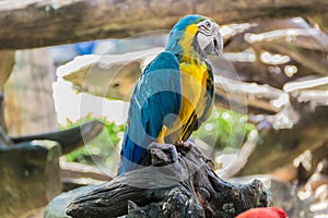 Blue and yellow parrot on the tree