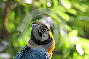 Blue and yellow parrot twists its neck