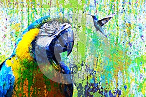 blue and yellow parrot whith colibrimystical image