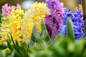 Blue ,yellow and pink hyacinth close up in Holland garden , spring time flowers