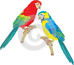 Blue Yellow and Red Blue Macaw parrots