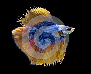 Blue and yellow Siamese fighting fish on blue background