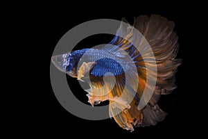 Blue yellow Siamese Fighting fish, Fancy Halfmoon Betta,The moving moment beautiful of betta fish in Thailand. Betta splendens, Si