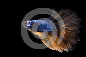 Blue yellow Siamese Fighting fish. The moving moment beautiful of betta fish in Thailand isolated on black background