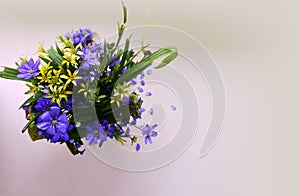 Blue and yellow spring flowers on a white background