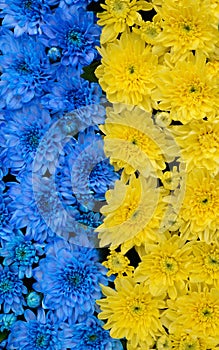 Blue and yellow stripes with colored flowers