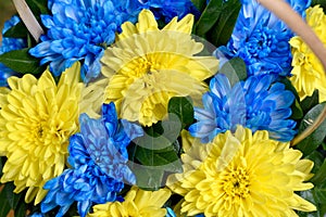 Blue and yellow stripes with colored flowers close-up