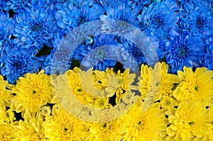 Blue and yellow stripes with colored flowers (Ukraine flag, the