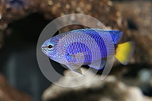 Blue Yellow Tail Damsel Nemo