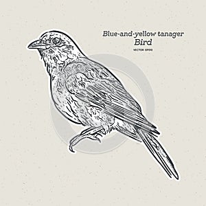 The blue-and-yellow tanager is a species of bird in the family Thraupidae, the tanagers. Hand draw sketch vector