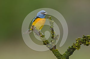 Blue and Yellow Tanager, Thraupis bonariensis, Calden Forest,