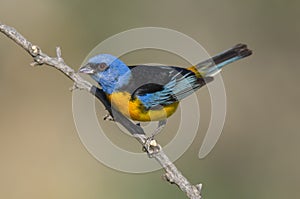 Blue and Yellow Tanager, Thraupis bonariensis, Calden Forest,