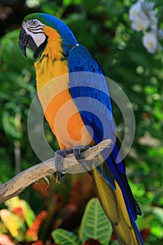 Blue and yellow tropical parrot photo