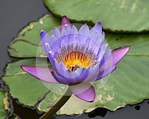 Blue Yellow Water Lily and Pads