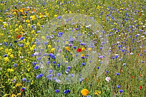 blue and yellow wild mfoowers in wild mnature in Copenhagen