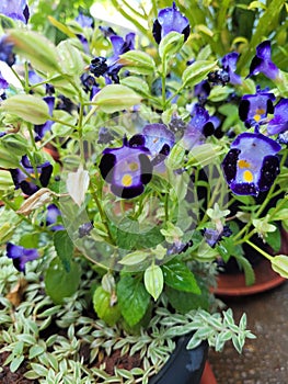 Blue and yellow wishbone flowers in a pot