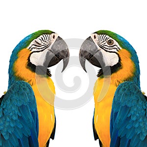 Blue and yelow macaw
