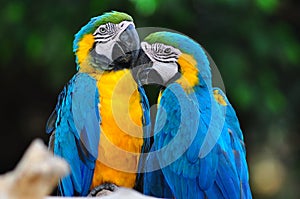 Blue and yelow macaw love bird