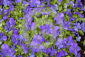 Blue for You Horned Violet (Viola cornuta)