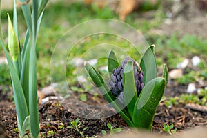 Blue young hyacynth flower in the garden during spring flowering.