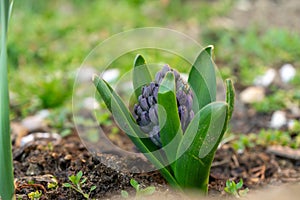 Blue young hyacynth flower in the garden during spring flowering.