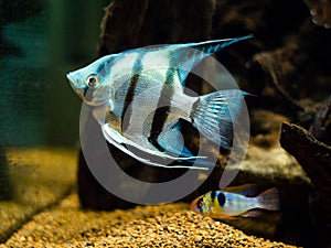 Blue Zebra Angelfish Pterophyllum scalare and ram cichlid Mikrogeophagus ramirezi in a fish tank