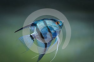 Blue Zebra Angelfish in tank fish