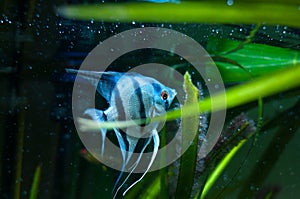 Blue Zebra Angelfish in tank fish Pterophyllum scalare