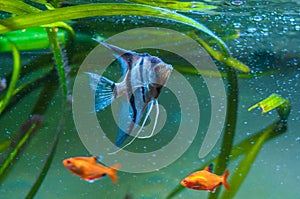 Blue Zebra Angelfish in tank fish Pterophyllum scalare