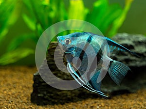 Blue Zebra Angelfish in tank fish Pterophyllum scalare