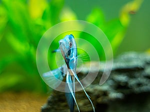 Blue Zebra Angelfish in tank fish Pterophyllum scalare