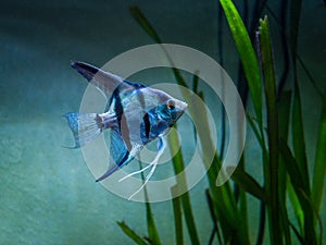 Blue Zebra Angelfish in tank fish Pterophyllum scalare